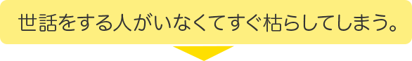 世話をする人がいなくてすぐ枯らしてしまう。