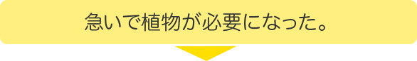 急いで植物が必要になった。